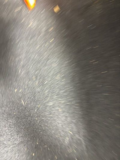 2024 Audi S5 Sportback Premium Plus quattro