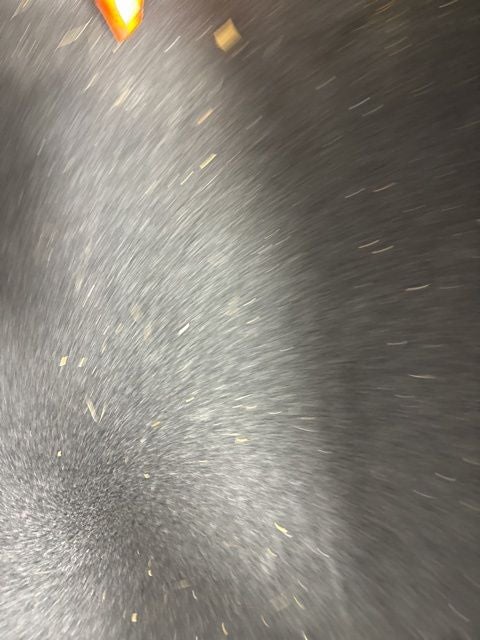 2024 Audi S5 Sportback Premium Plus quattro